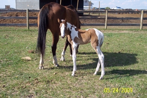 Diva - a couple hours old